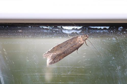 Réf. 254 171 : Scrobipalpa sp.